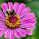 Image for article titled Some Worker Bees Are Secretly Asexual Double Agents